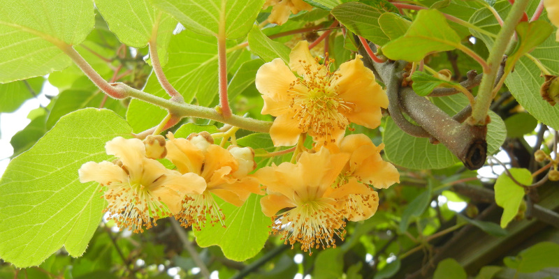 農場にキウイの花が咲いています。