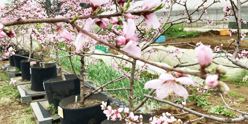 シオンの桃の木に花が咲いています。